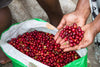 Papua New Guinea - Kending Mill - Natural
