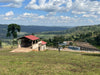 Ethiopia Tagel Alemayehu - Washed