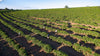 Brazil Fazenda Sucuri - Toriba Caramelo