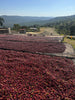 Ethiopia Tagel Alemayehu - Natural (Dry) process