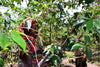 Burundi, Incuti - Washed