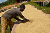 Burundi, Incuti - Washed
