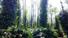 India - Chikmagalur, Karnataka - Washed