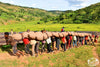 Burundi,Hafi - Natural