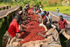 Burundi,Hafi - Natural