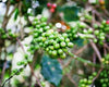Veracruz, Mexico - Decaf