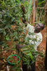 Uganda - Sironko Station, Pure Natural (Mountain Harvest)