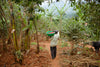 Uganda - Sironko Station, Pure Natural (Mountain Harvest)