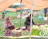 India - Chikmagalur, Karnataka - Washed