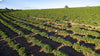 Brazil Fazenda Brahvinos