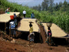 Rwanda - Murundo Kivubelt Peoples' Farm – Lot 1