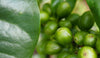 Rwanda - Murundo Kivubelt Peoples' Farm – Lot 1