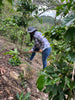 Honduras - Melina Medina - Washed Microlot