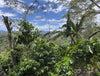 Honduras - Melina Medina - Washed Microlot