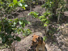 Honduras - Melina Medina - Washed Microlot