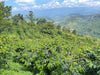 Honduras - Yuliana Aguilar - Washed Microlot